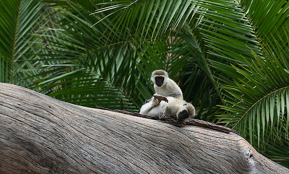 Verevet monkey - Meru NP