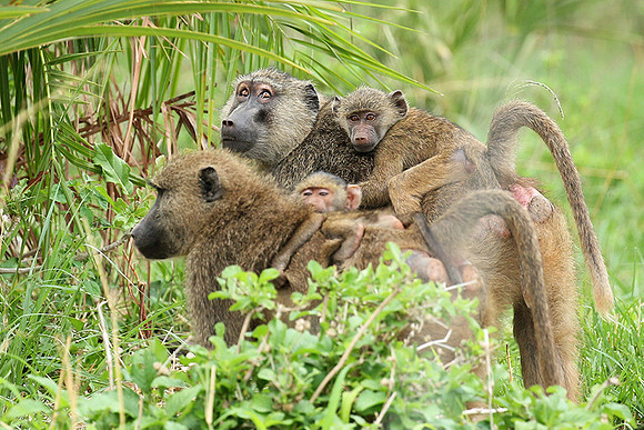 baboon - Meru NP