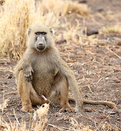 baboon - Meru NP