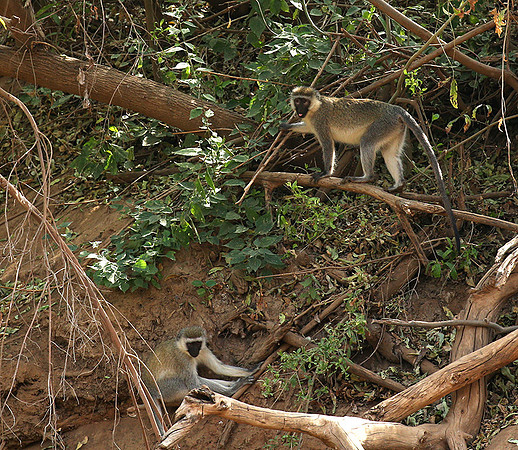 Vervet monkey - South Rift Valley
