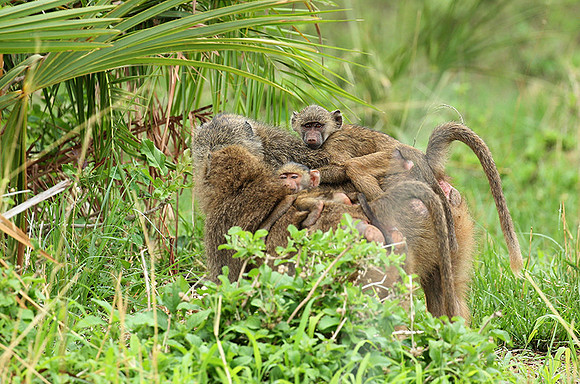 baboon - Meru NP