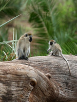 Verevet monkey - Meru NP