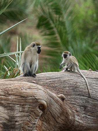 Verevet monkey - Meru NP