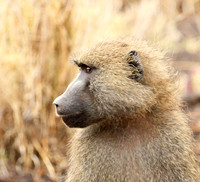 baboon - Meru NP