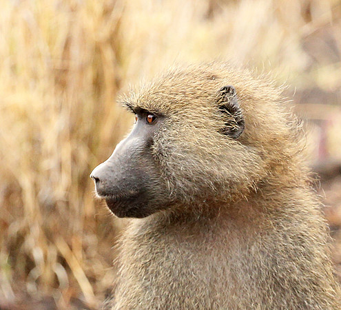 baboon - Meru NP