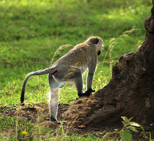 Vervet monkey -  Laikipia