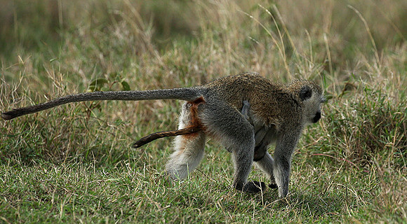 Vervet monkey -  Laikipia