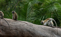Verevet monkey - Meru NP