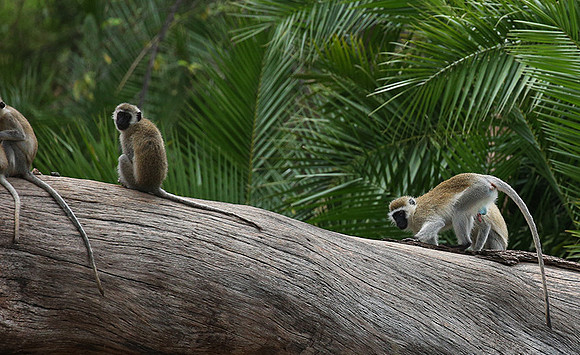 Verevet monkey - Meru NP