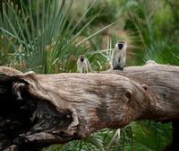 Verevet monkey - Meru NP