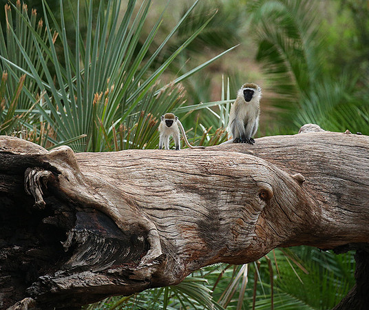 Verevet monkey - Meru NP