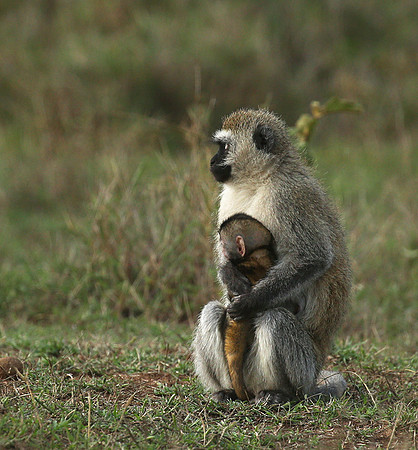 Vervet monkey -  Laikipia