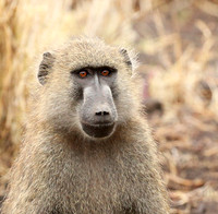 baboon - Meru NP