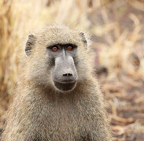 baboon - Meru NP