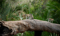 Verevet monkey - Meru NP