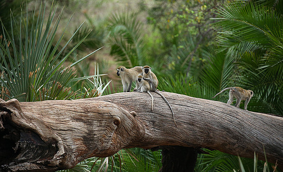 Verevet monkey - Meru NP