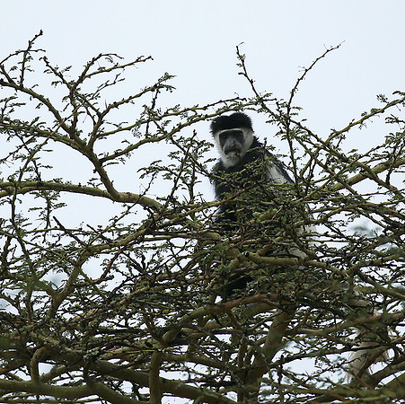 Black and white colobus