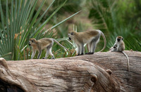 Verevet monkey - Meru NP