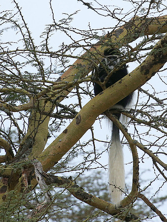 Black and white colobus