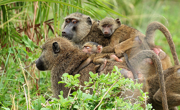 baboon - Meru NP
