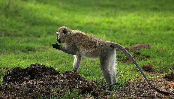 Vervet monkey -  Laikipia
