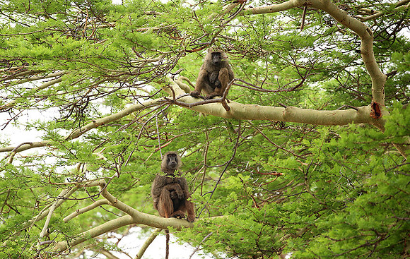 baboon - Meru NP
