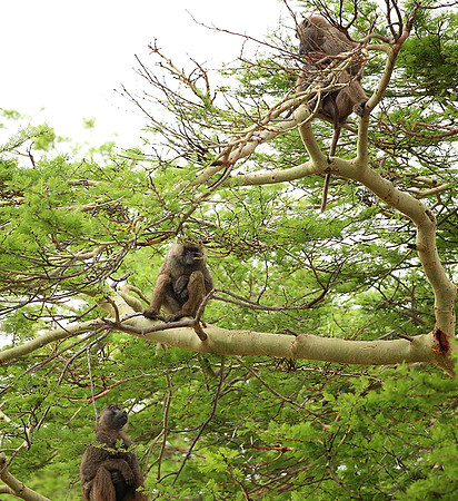 baboon - Meru NP