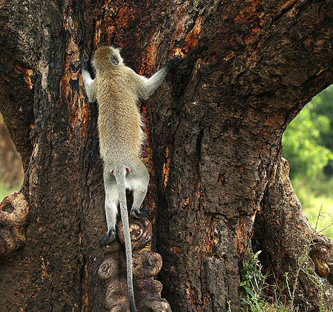 Vervet monkey -  Laikipia