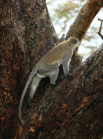 Vervet monkey -  Laikipia