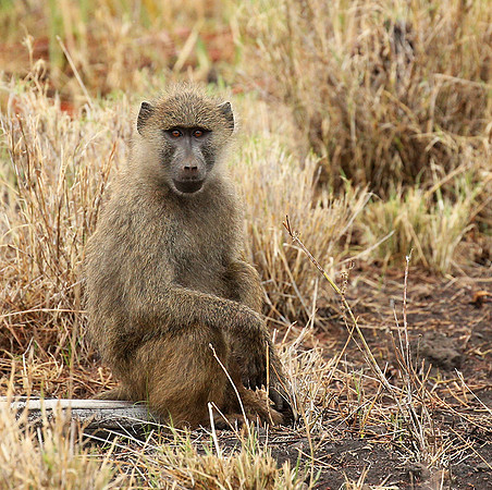 baboon - Meru NP