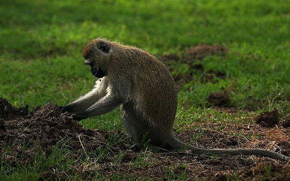 Vervet monkey -  Laikipia