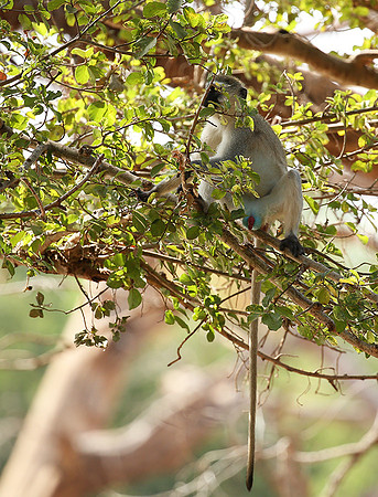 Vervet monkey - South Rift Valley
