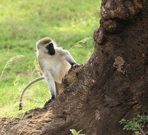 Vervet monkey -  Laikipia