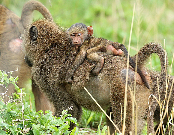 baboon - Meru NP