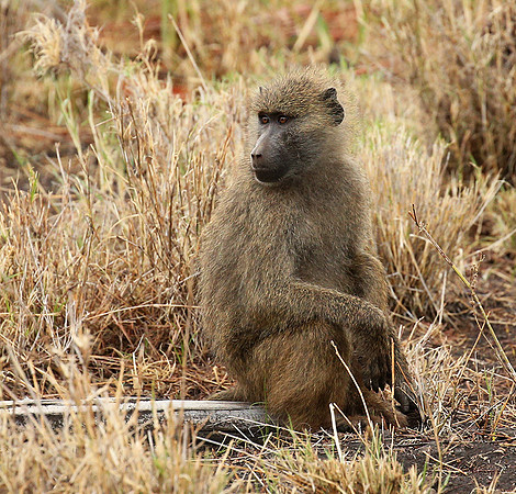 baboon - Meru NP