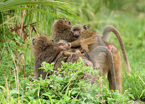 baboon - Meru NP
