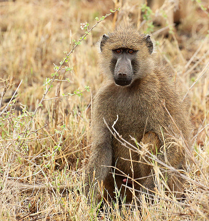 baboon - Meru NP
