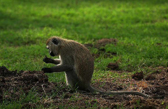 Vervet monkey -  Laikipia