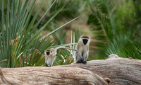 Verevet monkey - Meru NP