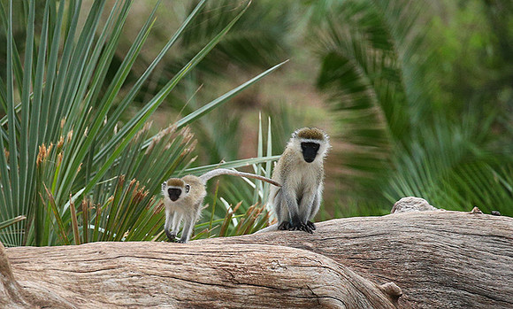 Verevet monkey - Meru NP