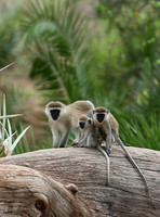 Verevet monkey - Meru NP