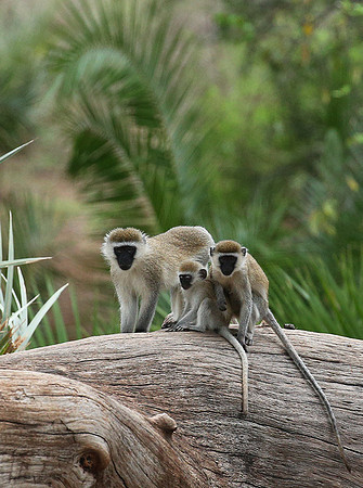 Verevet monkey - Meru NP