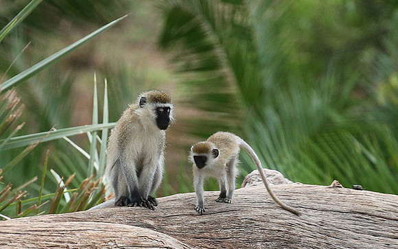 Verevet monkey - Meru NP