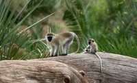 Verevet monkey - Meru NP