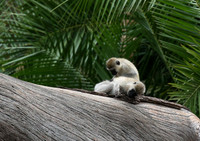 Verevet monkey - Meru NP