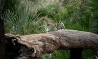 Verevet monkey - Meru NP