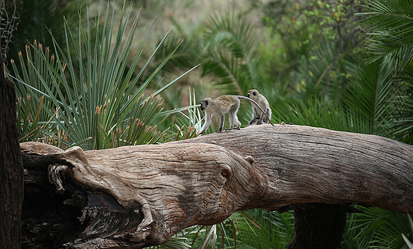 Verevet monkey - Meru NP