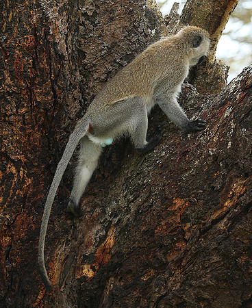 Vervet monkey -  Laikipia