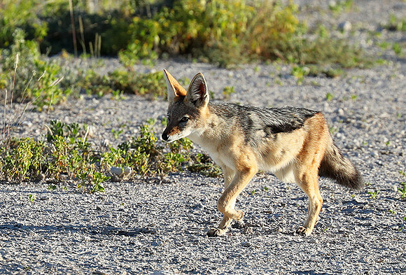 Black-backed jackal - Ongava Game reserve