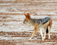 Black-backed jackal - Skeleton Coast